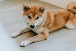 CleanCore Plans to Buy 1B Tokens in 30 Days